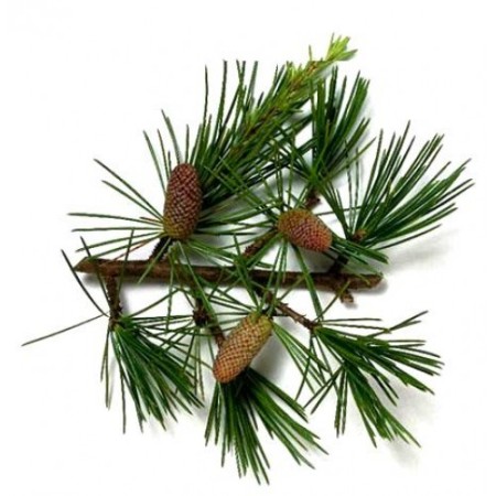 Cedarwood Essential Oil Himalayan 5